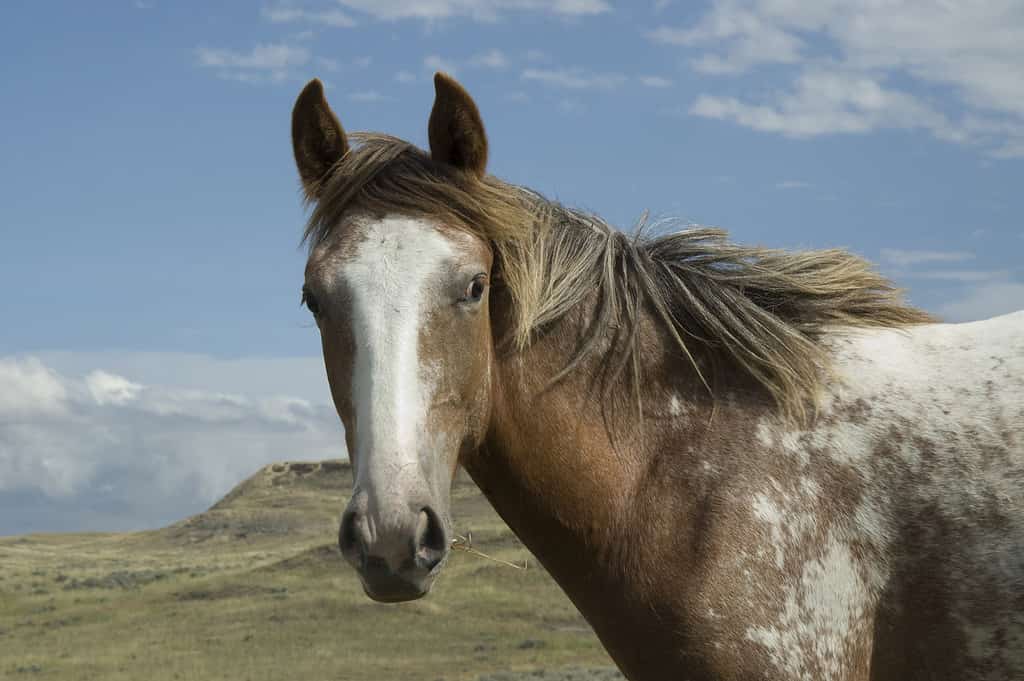 Mustang appaloosa di un anno spagnolo