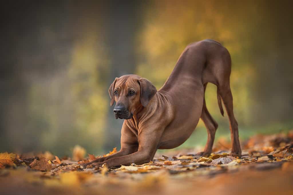 Un Rhodesian Ridgeback maschio che preme le zampe anteriori a terra sullo sfondo di un luminoso paesaggio autunnale