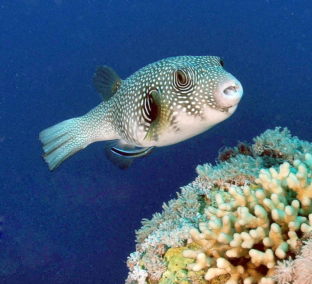 Pesce palla a macchie bianche