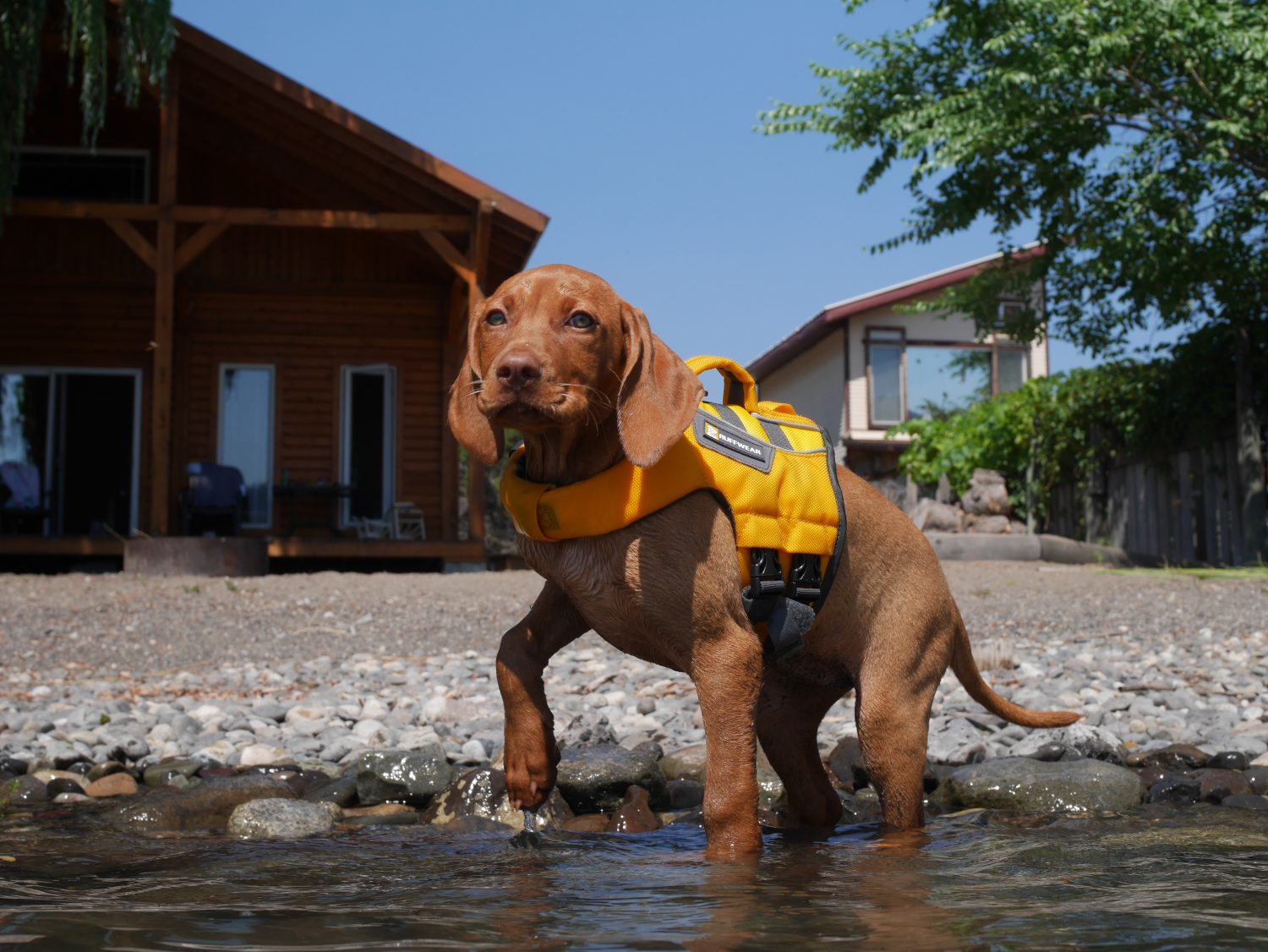 Un giovane cucciolo di Vizsla in piedi in acqua