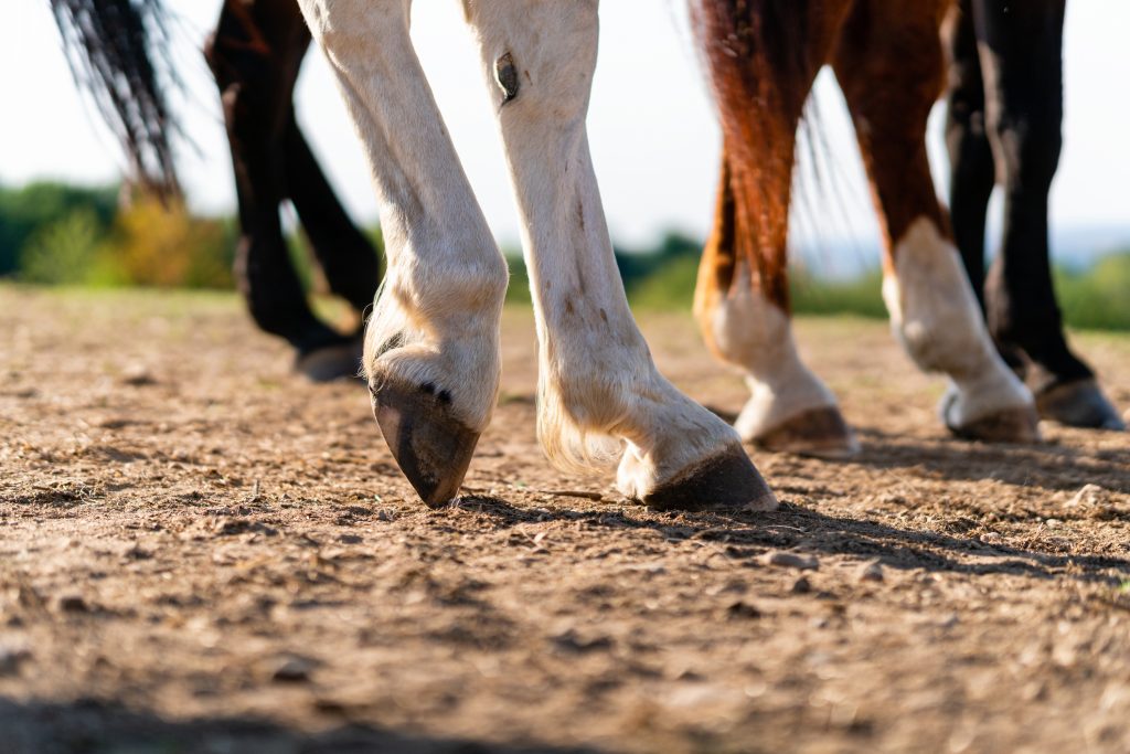 Primo piano delle zampe posteriori e degli zoccoli di un cavallo in posizione di riposo su un pascolo di cavalli (paddock) al tramonto.  Posizione tipica delle gambe per i cavalli.  Concetti di riposo, relax e benessere.  Sfocatura dello sfondo.