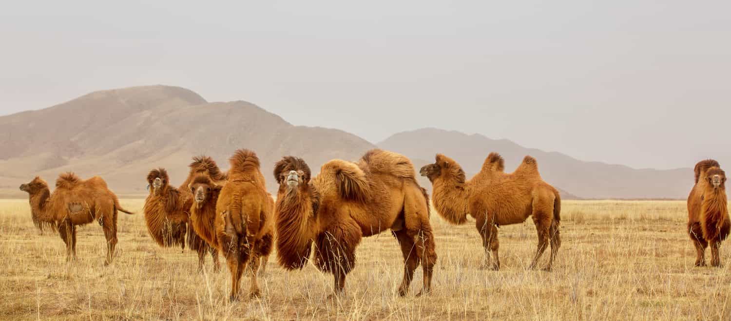 Il cammello della Battriana, noto anche come cammello della Mongolia, è un grande ungulato con dita pari originario delle steppe dell'Asia centrale.  Ha due gobbe sul dorso, a differenza del singolo