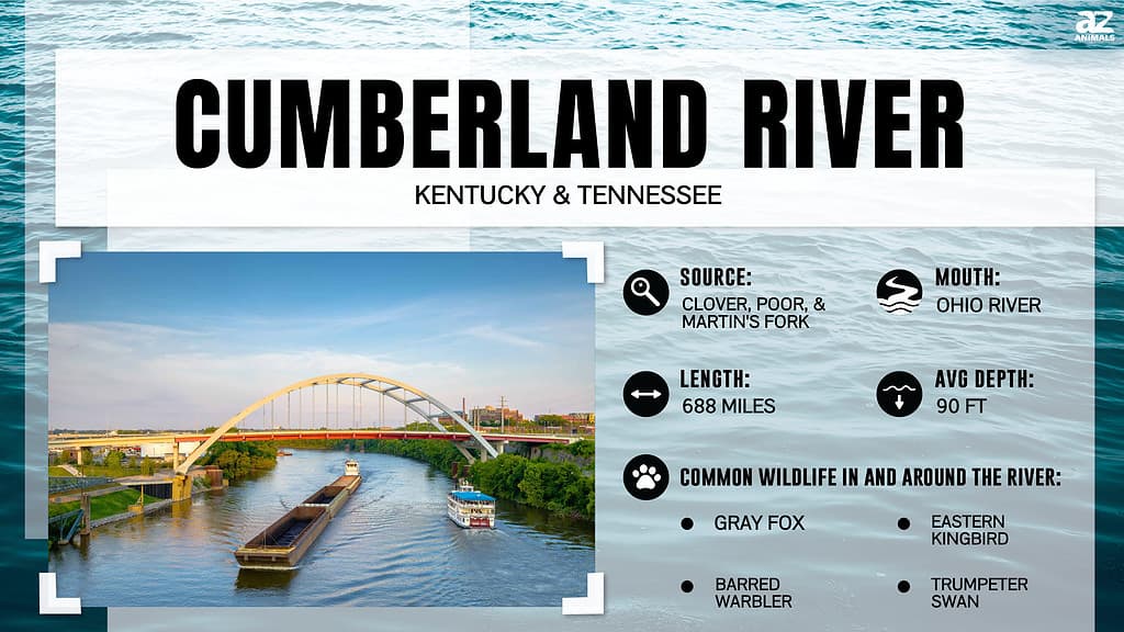 Quanto è largo il fiume Cumberland nel suo punto più largo?
