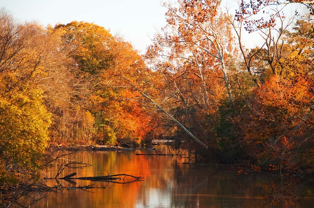 Neuse River durante l'autunno a Raleigh, Carolina del Nord