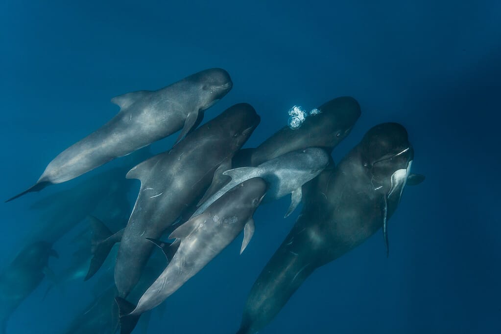 Baccello di balena pilota con pinne lunghe e vitello, Stretto di Gibilterra