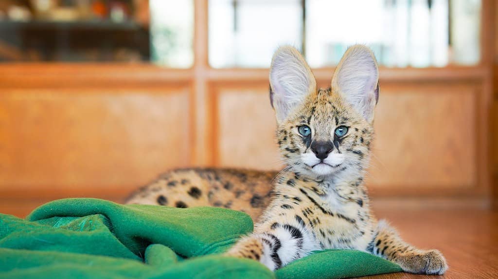 Gatto serval, gatto africano originario del Nord Africa e del Sahel, nei paesi del Sahara, escluse le regioni della foresta pluviale.  Pelliccia gialla con punto nero e grandi orecchie soffici a casa.