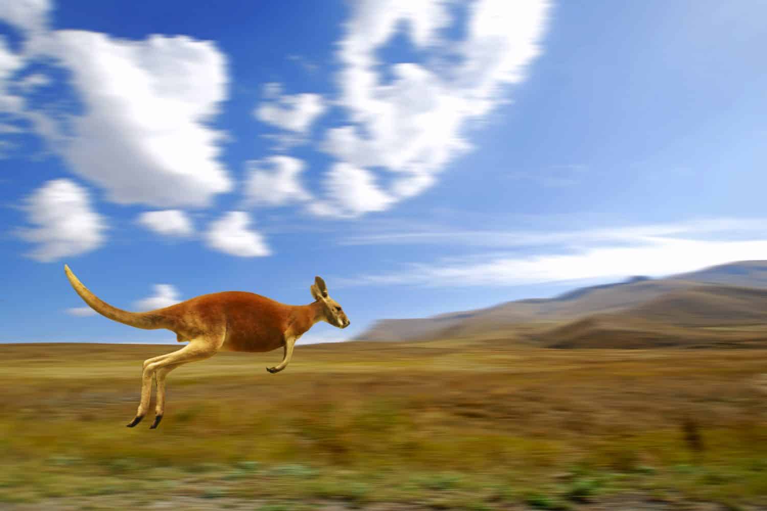 Canguro rosso che corre, macropus rufus, Australia