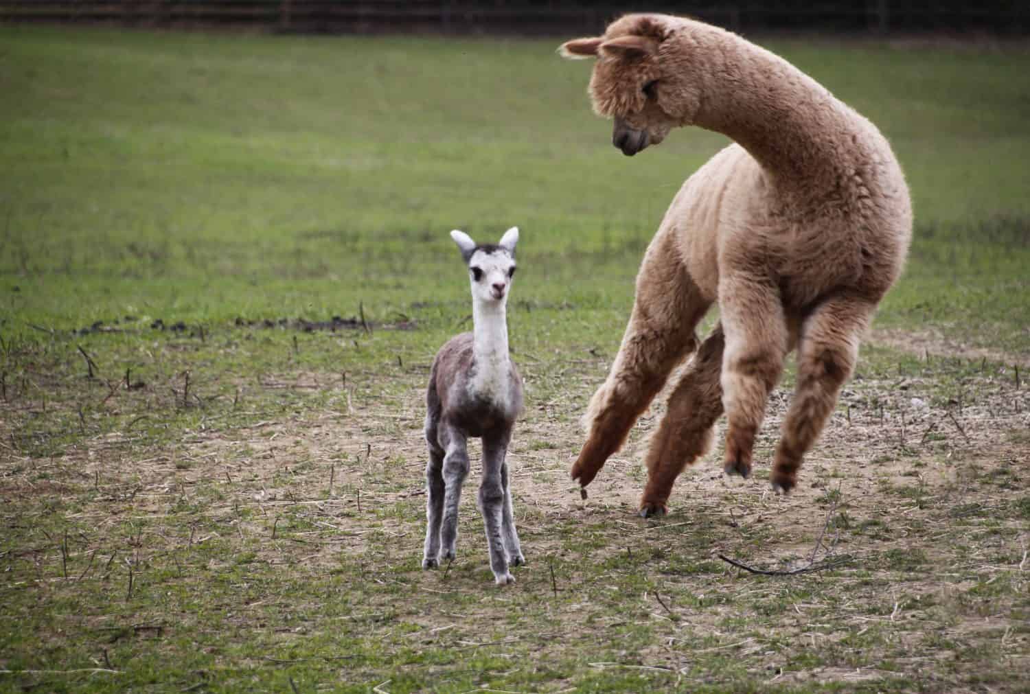 Alpaca cria baby salto a sorpresa