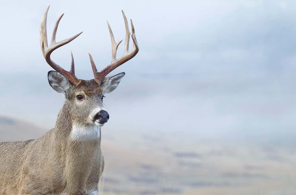 Whitetail Buck Deer primo piano ritratto di un grande cervo di classe trofeo durante la stagione di caccia