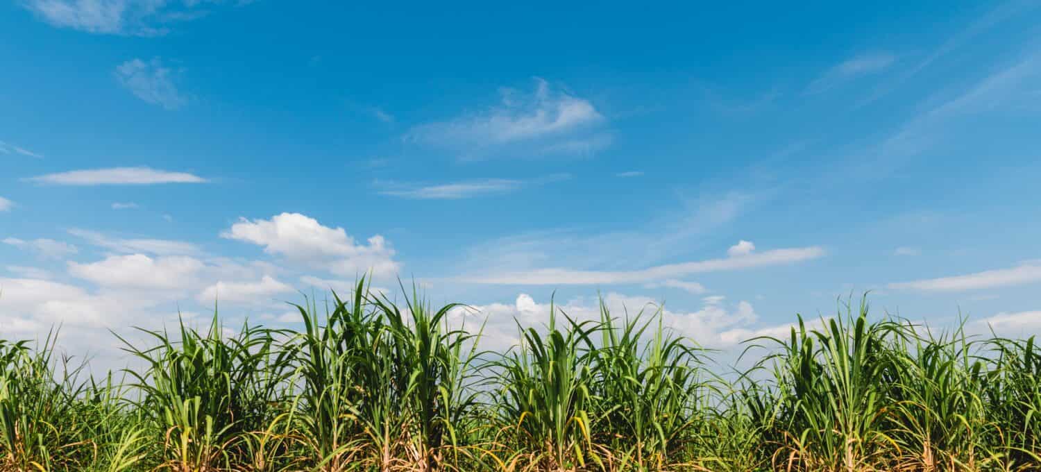 canna da zucchero con sfondo azzurro