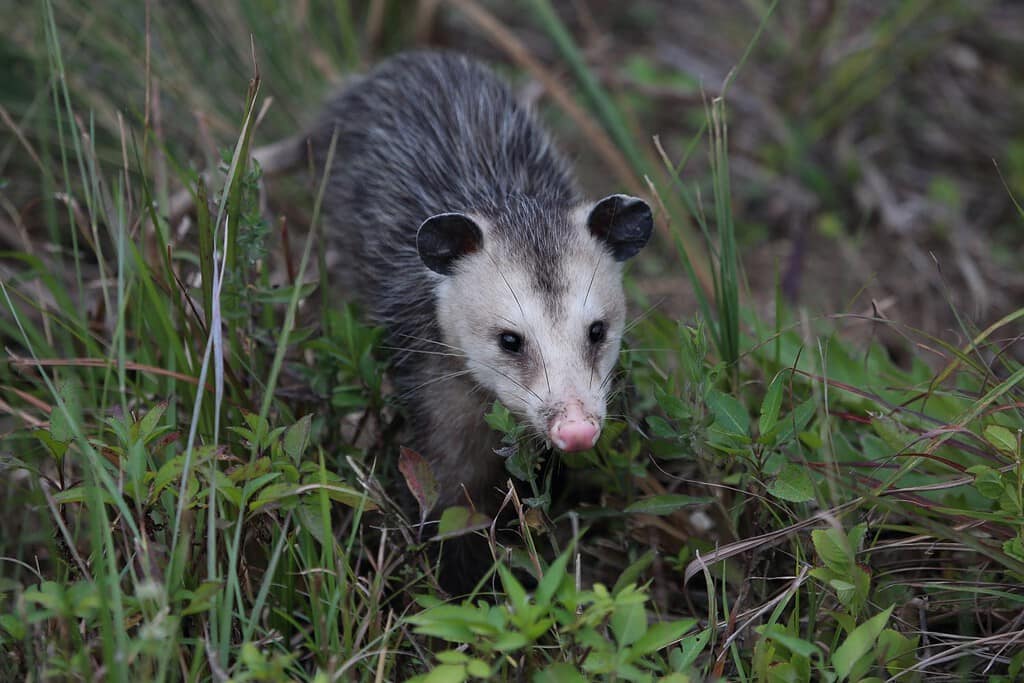 Opossum della Virginia