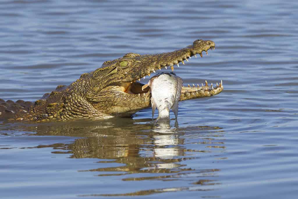 Questo cervo nuota per salvarsi la vita mentre viene inseguito da un coccodrillo determinato
