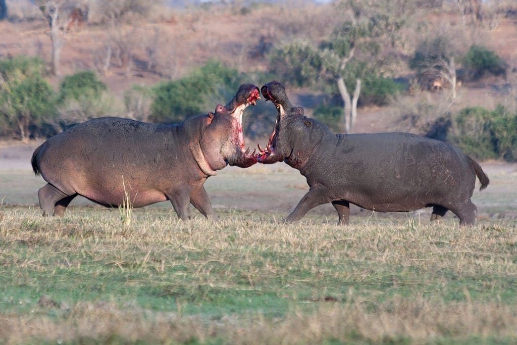 Due ippopotami aggressivi che combattono per il territorio