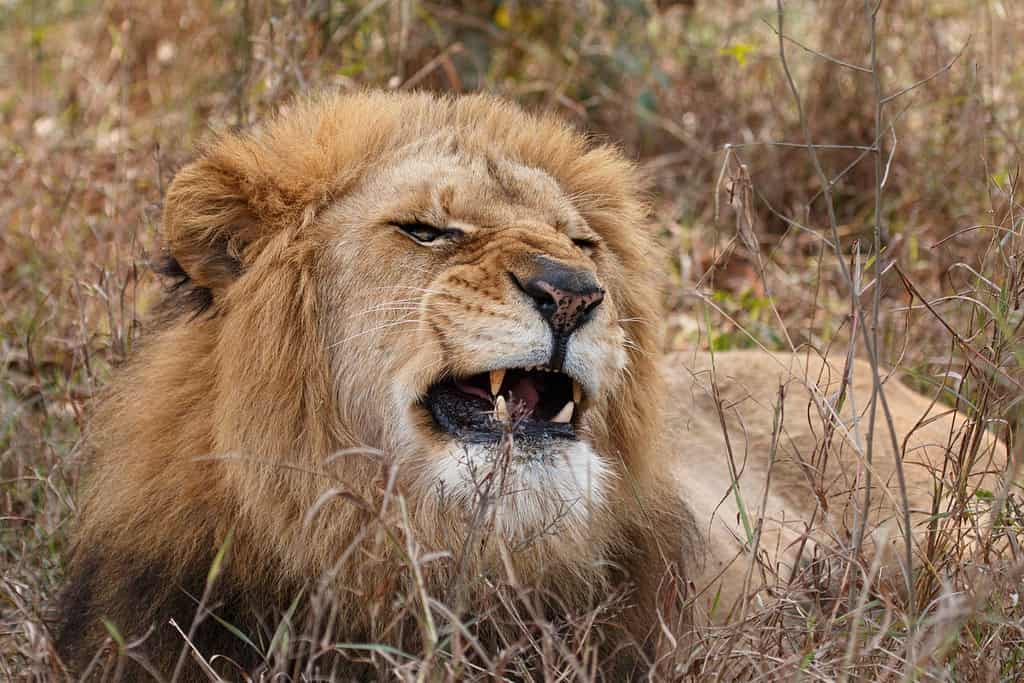 Leone il re della giungla catturato durante il Safari.