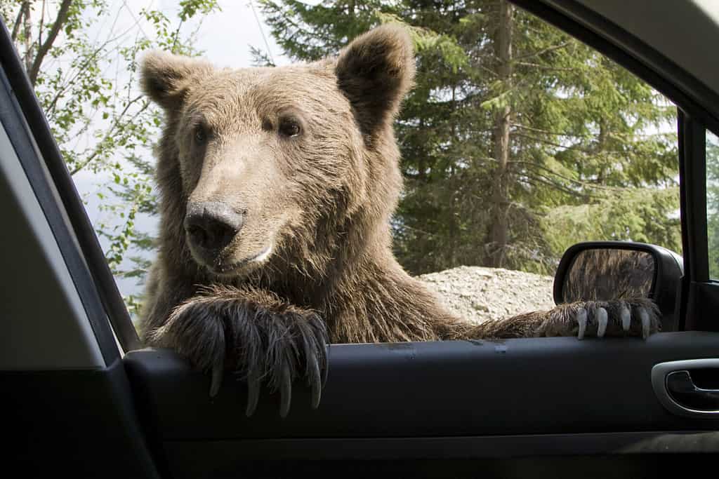 Wild Bear irrompe in macchina