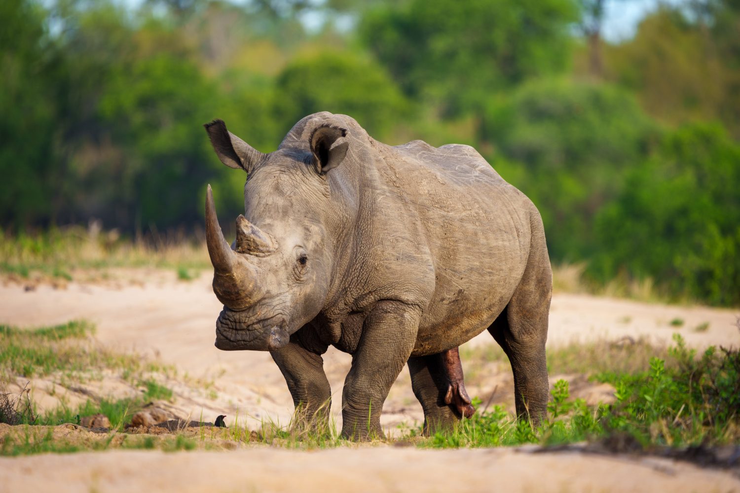 Rinoceronte bianco, rinoceronte dalle labbra quadrate o rinoceronte (Ceratotherium simum) Mpumalanga.  Sud Africa.