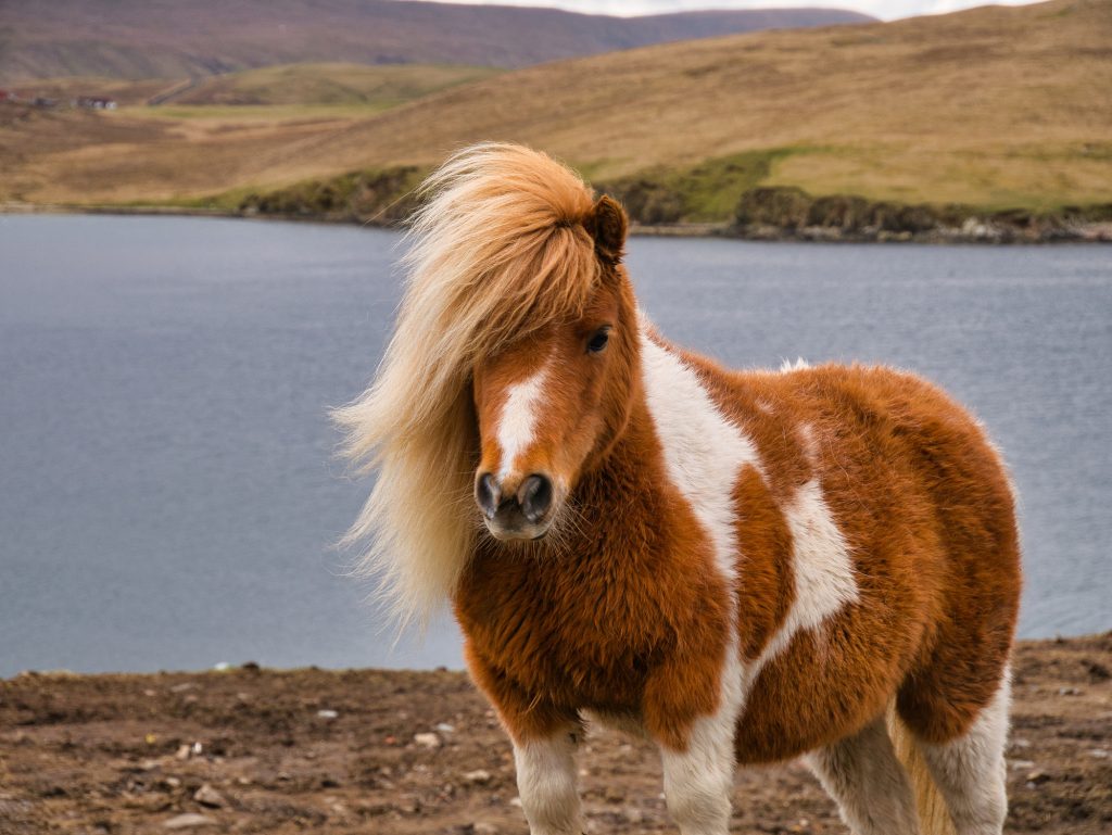 Un pony Shetland marrone e bianco sulla brughiera costiera aperta nelle Shetland, Regno Unito