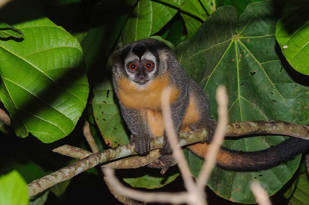 La scimmia notturna di Azara - Aotus azarae a Puerto Maldonado, Perù