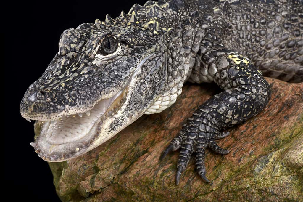 Alligatore cinese (Alligator sinensis)