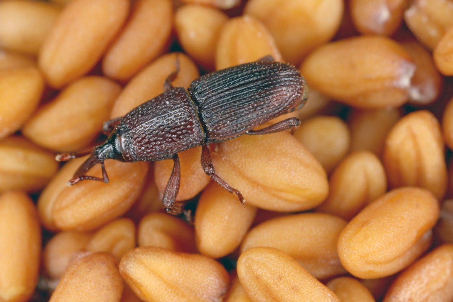 punteruolo del grano Scarabeo Sitophilus granarius sui semi