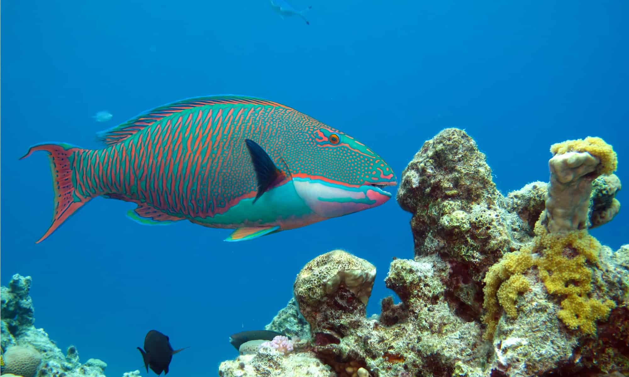 pesce pappagallo nel corallo