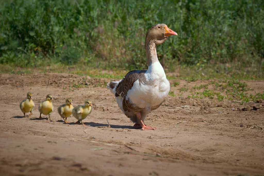 Oche fatte in casa.  La mamma dell'oca porta sulla strada quattro piccole papere.