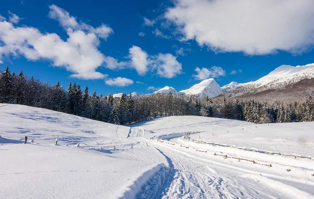 la strada di montagna innevata entra nella foresta