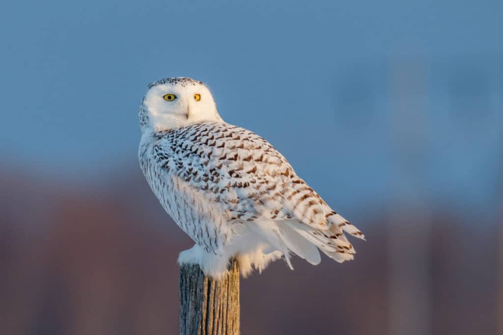 La civetta delle nevi femmina sta su un palo guardando indietro