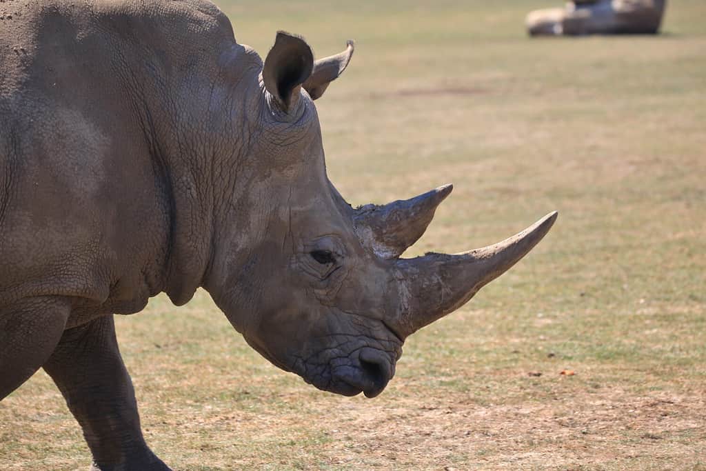 Rinoceronte bianco, Marwell Zoo, Hampshire, Regno Unito