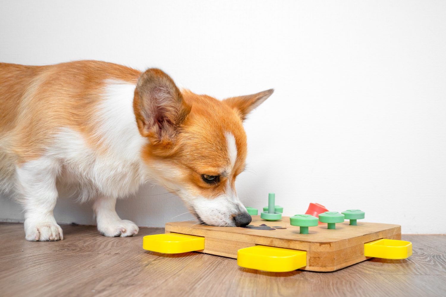 Il cane Corgi si piega sul giocattolo educativo interattivo per, puzzle, mangiatoia lenta, infila il naso nei buchi per un dolcetto nascosto.  Ciotola intelligente, trova il cibo secco tramite l'olfatto.  Addestramento degli animali domestici, attività mentale, intelligenza
