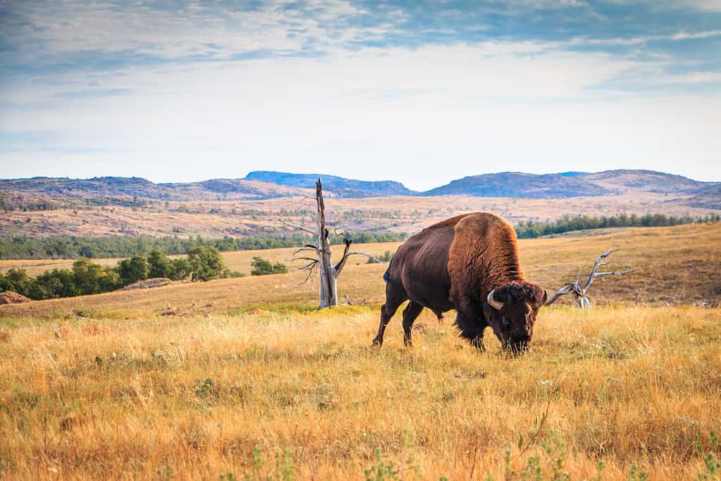 Bufali bisonti al pascolo sulle montagne di Wichita, Oklahoma