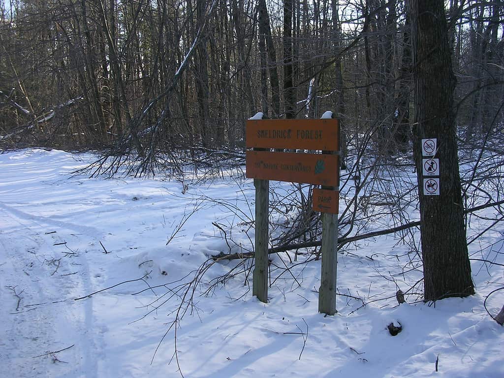 Foresta appartata di Sheldrick in NH