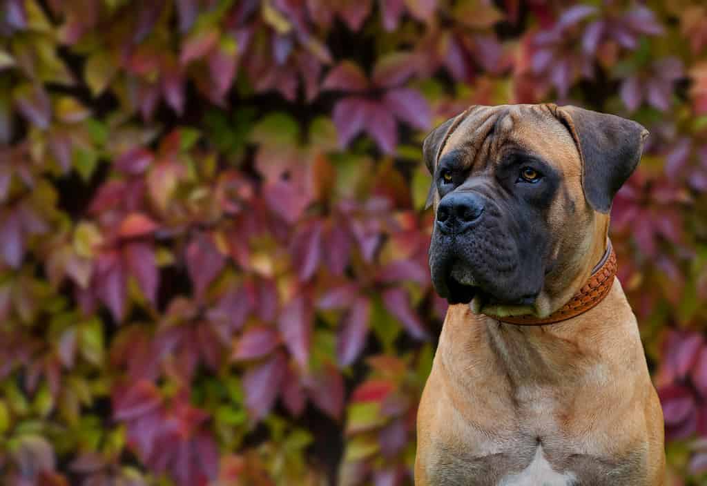 Boerboel sudafricano