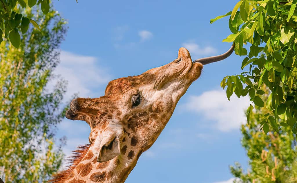 Primo piano della testa di una giraffa che cerca di raggiungere una foglia con la lingua