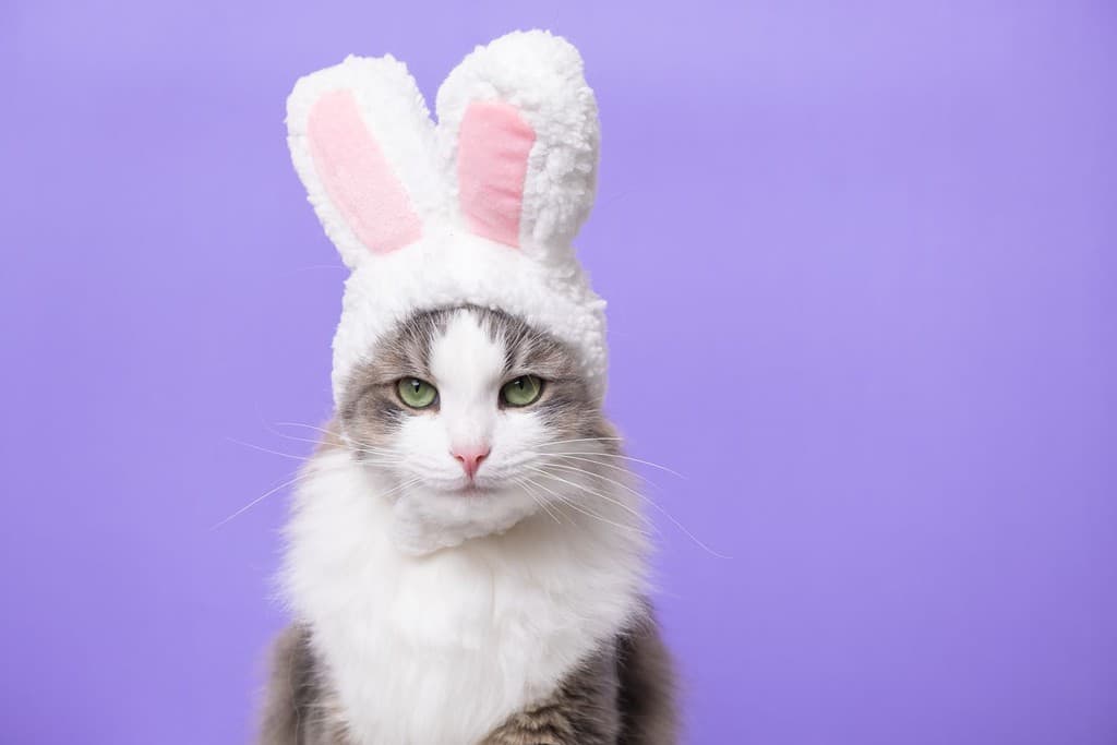 Gattino carino guardando la telecamera in costume da coniglio.  Il gatto è seduto su uno sfondo viola chiaro e indossa un simpatico cappello con orecchie da coniglio.  Concetto di buona Pasqua