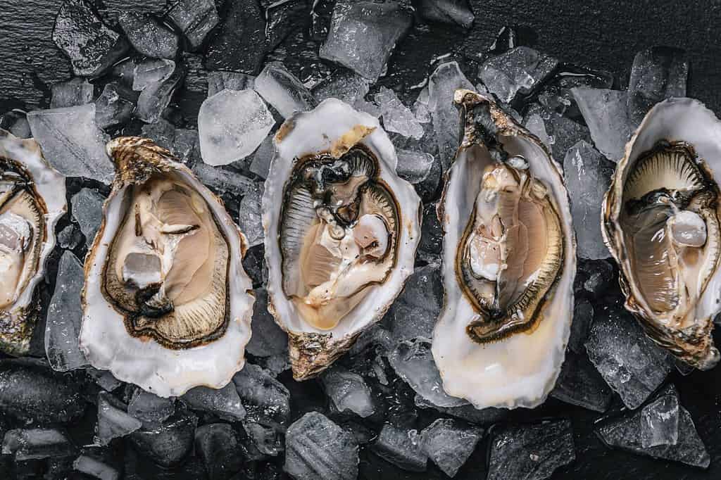 frutti di mare alimentari sani.  ostriche atlantiche dieta cruda su uno sfondo di legno scuro in ghiaccio con limone