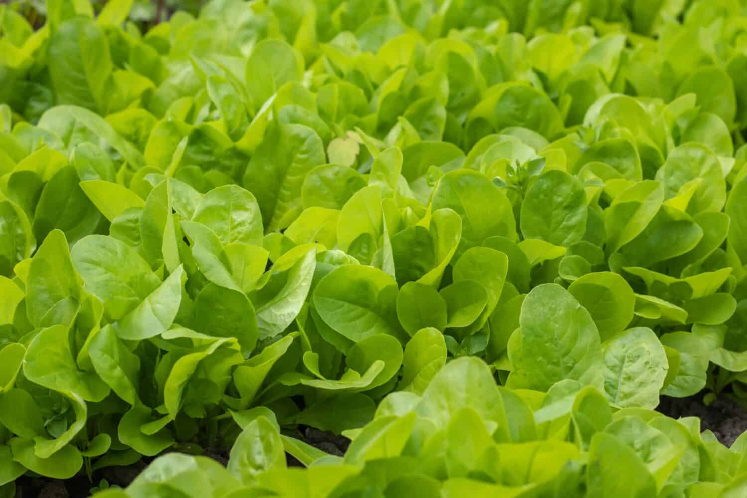 Giardino domestico biologico olandese pieno di lattuga, pianta verde frondosa popolare e sana.