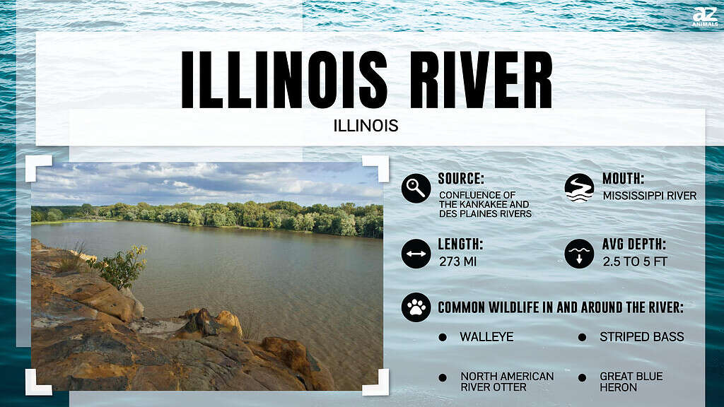 Scopri quanto è largo il fiume Illinois nel suo punto più largo
