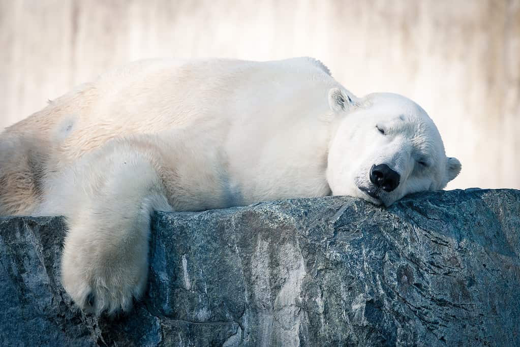 Grande orso polare bianco che dorme sulla roccia ghiacciata