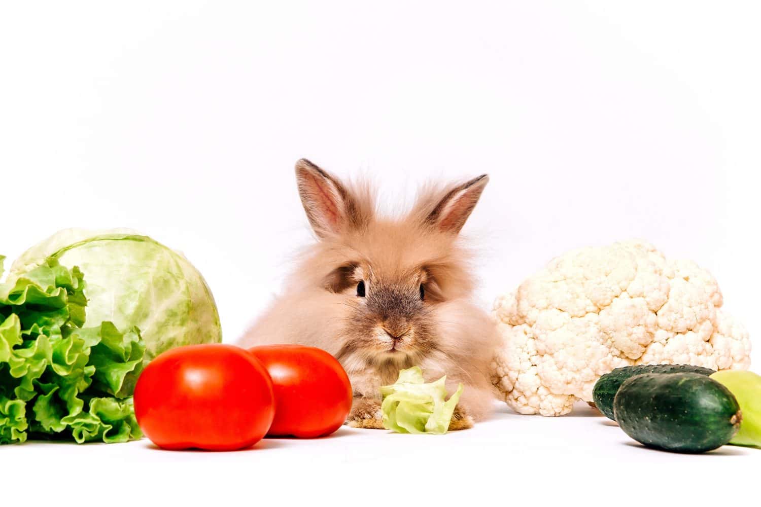Un coniglietto rosso è seduto tra le verdure.  Il concetto di alimentazione sana.  Cibo sano per lepri.  Alimenti che il coniglio mangia cavolfiore, lattuga, pomodoro e cetriolo