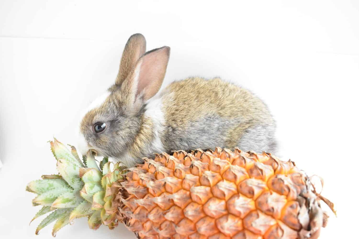 Simpatico coniglietto marrone che gioca con un ananas su sfondo bianco, coniglio pasquale, divertente, buona Pasqua, animale domestico adorabile, casa dolce casa