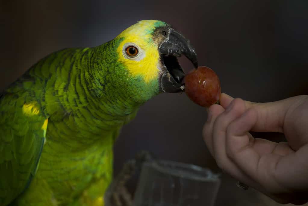 i pappagalli mangiano l'uva