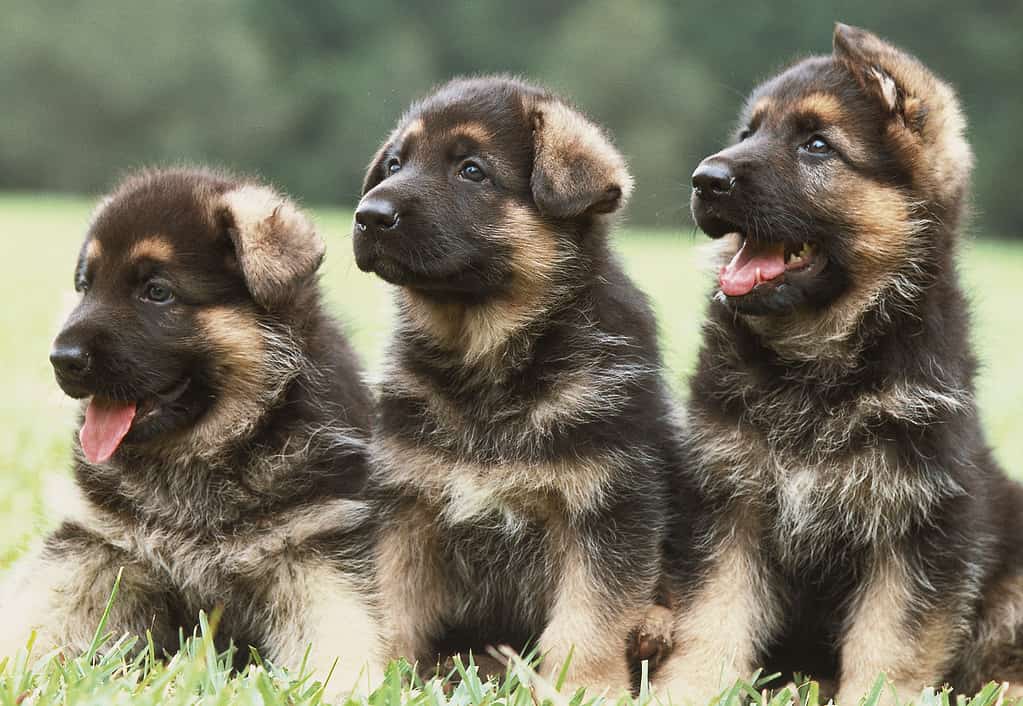 Tre cuccioli di pastore tedesco