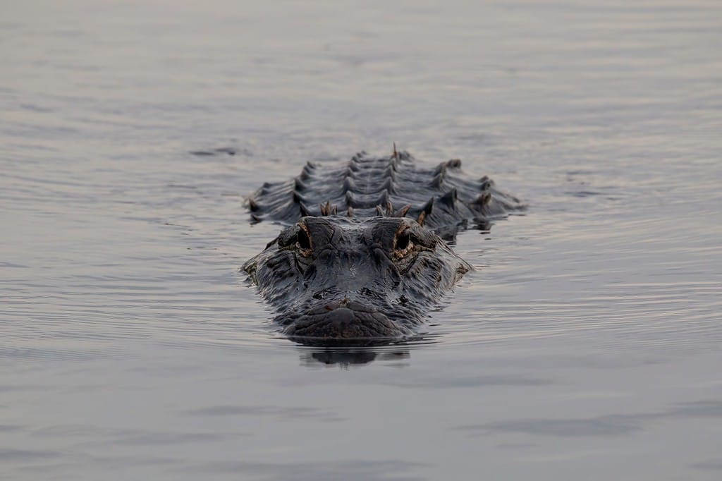 Alligatore americano, Alligator mississippiensis, adulti e giovani