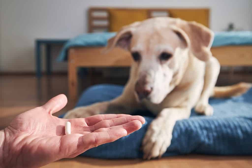 L'uomo tiene in mano la pillola per il cane malato.  Proprietario di animali domestici che dà medicine al suo vecchio labrador retriever.