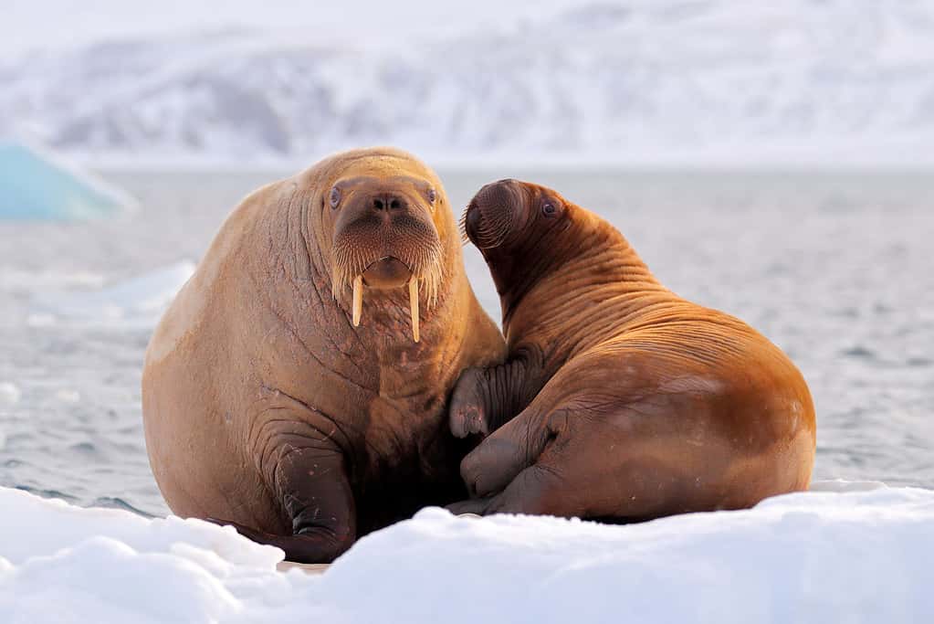 Tricheco, Odobenus rosmarus, sporge dall'acqua blu su ghiaccio bianco con neve, Svalbard, Norvegia.  Madre con cucciolo.  Giovane tricheco con femmina.  Paesaggio artico invernale con grande animale.