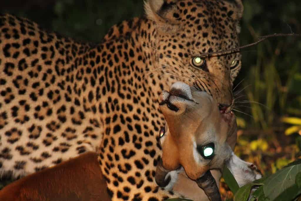Il leopardo uccide l'impala durante il viaggio notturno