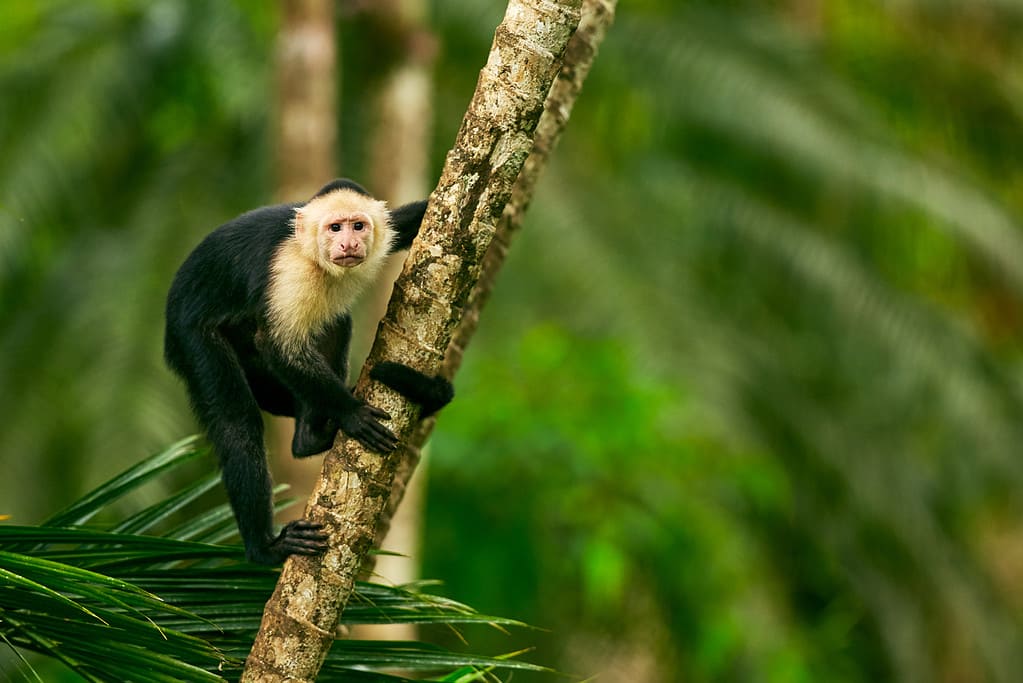 Cappuccino dalla testa bianca, scimmia nera seduta sul ramo di un albero nella foresta tropicale oscura.  Fauna selvatica della Costa Rica.
