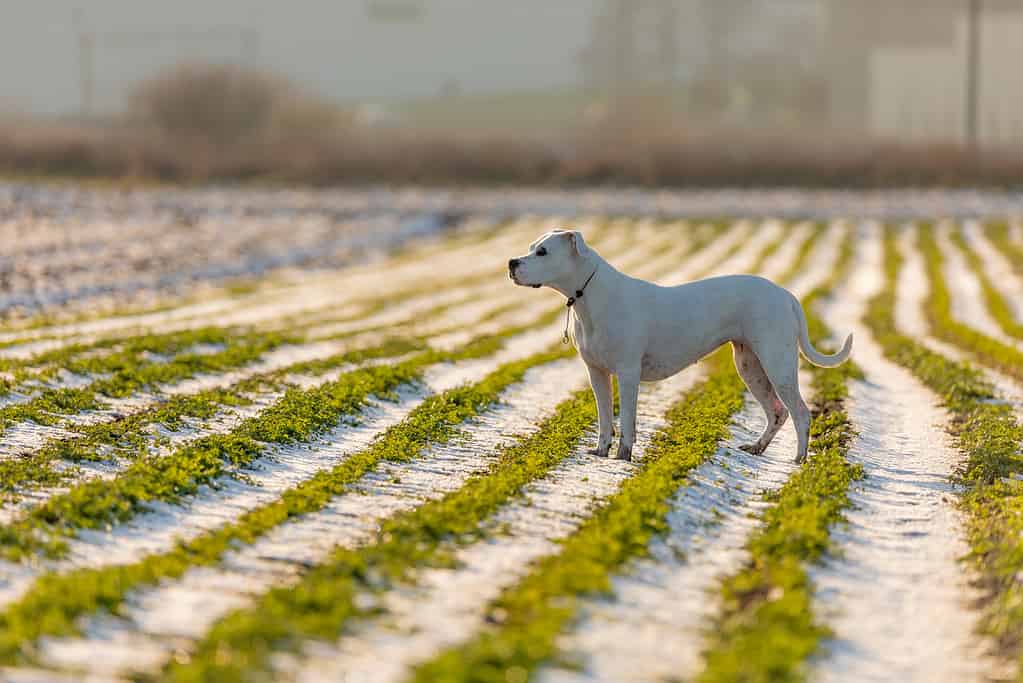 giovane dogo argentino sul campo con il sole di bellezza