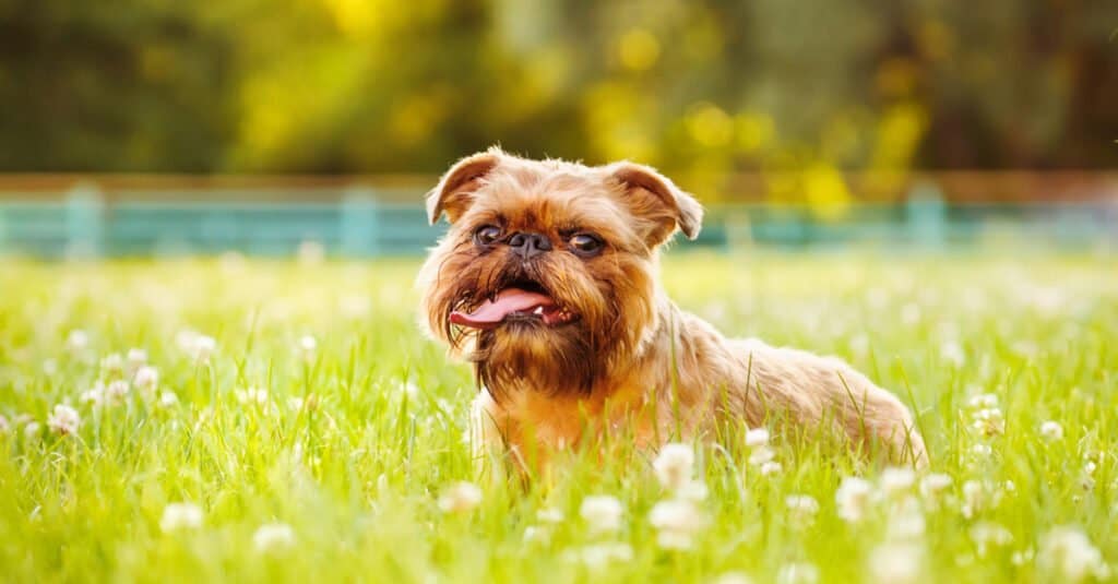 Razze di cani simili ai carlini - Grifone di Bruxelles in piedi in un campo